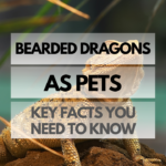 Pet Bearded Dragon