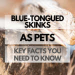 pet blue-tongued skinks