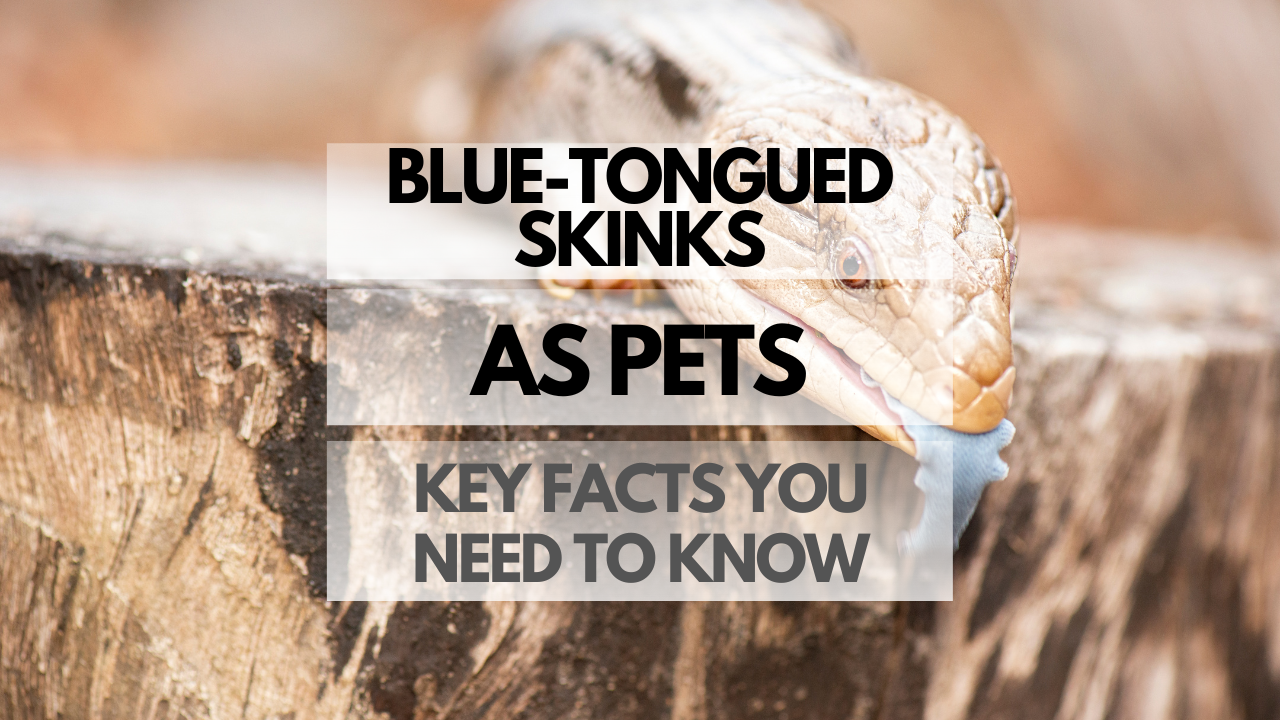 pet blue-tongued skinks