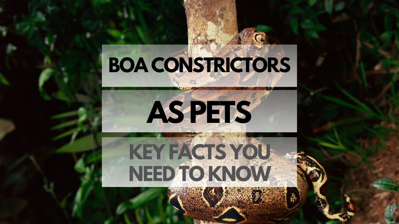 Pet Boa Constrictor