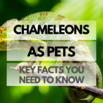 Pet Chameleon