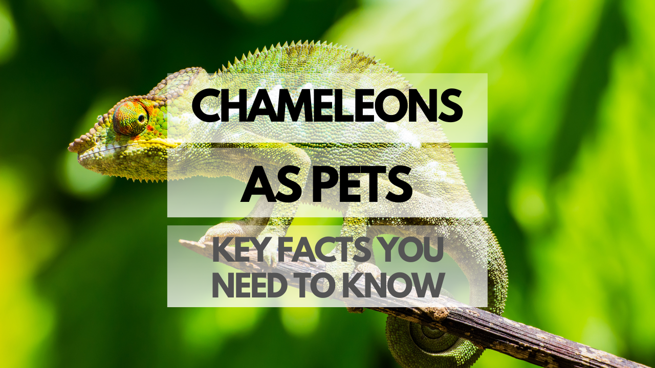 Pet Chameleon