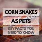 Pet Corn Snake