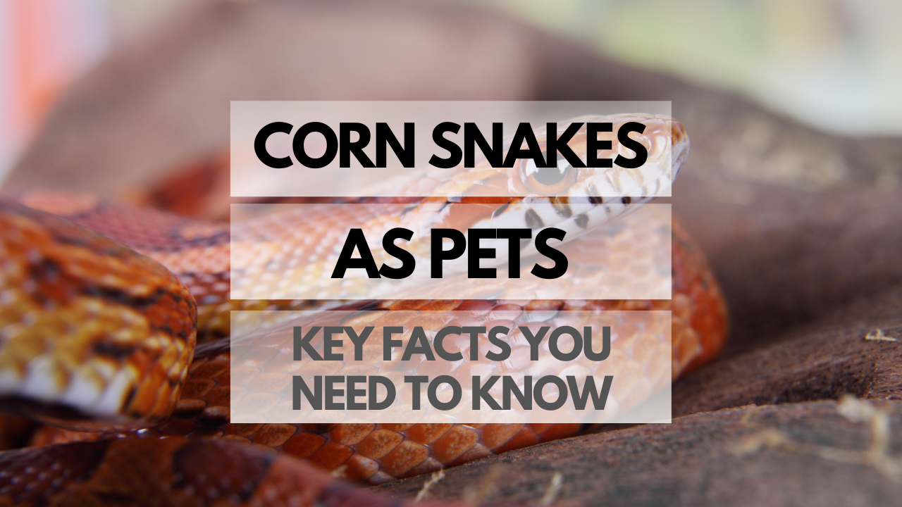 Pet Corn Snake