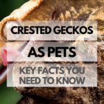 Pet Crested Gecko