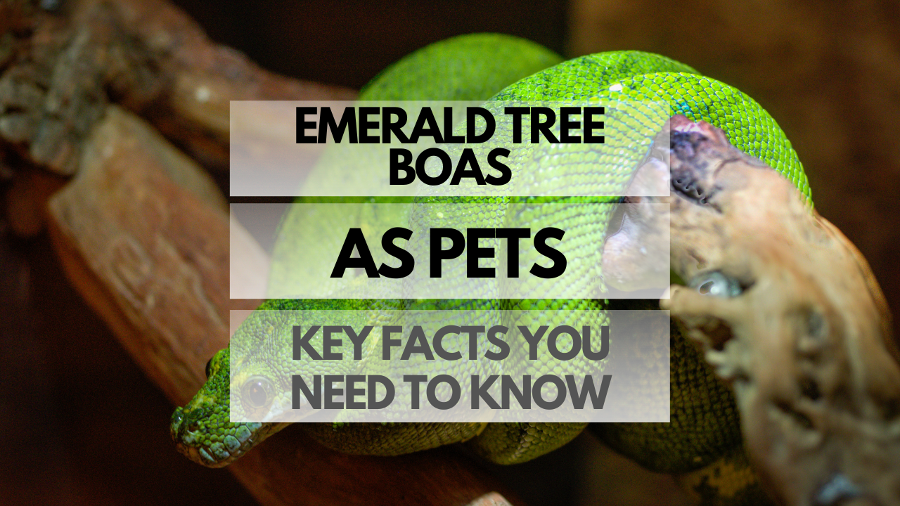 Pet Emerald Tree Boa