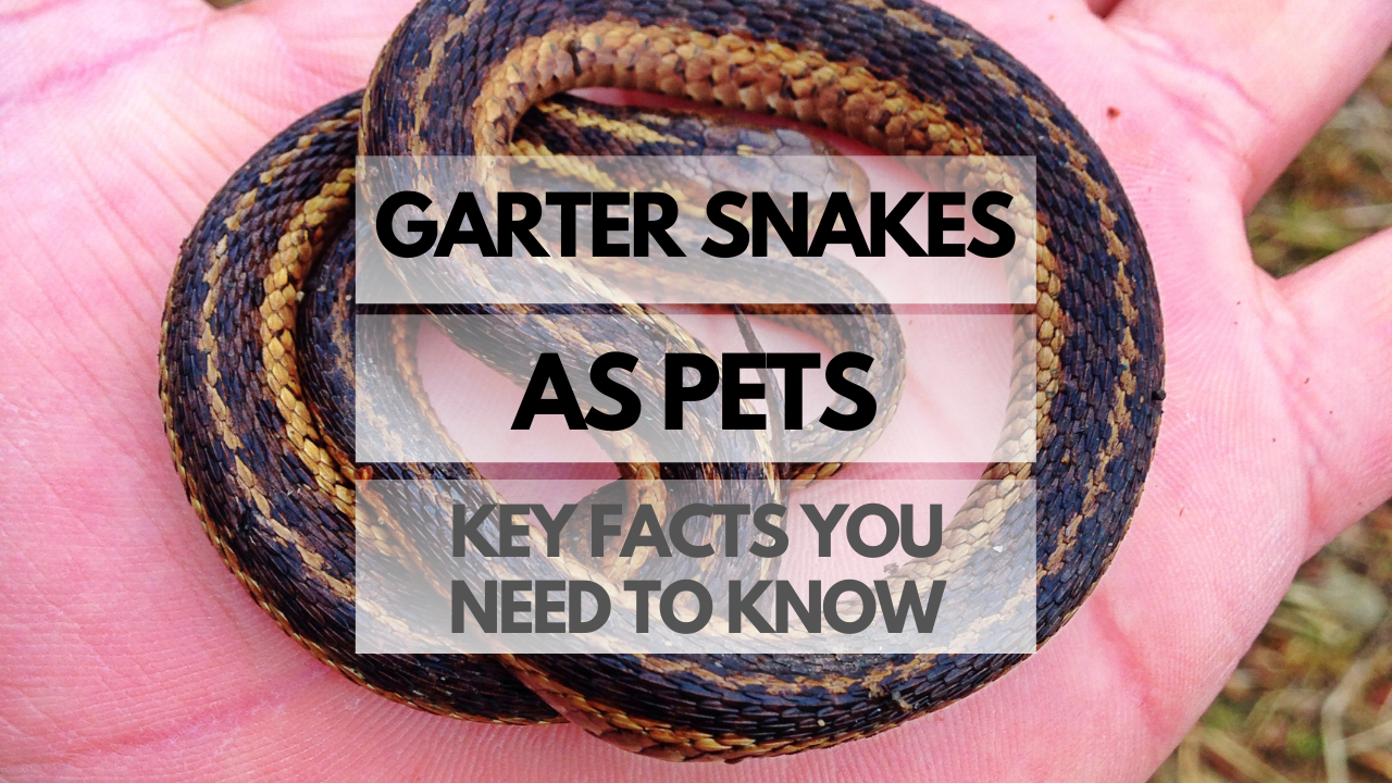 Pet Garter Snake