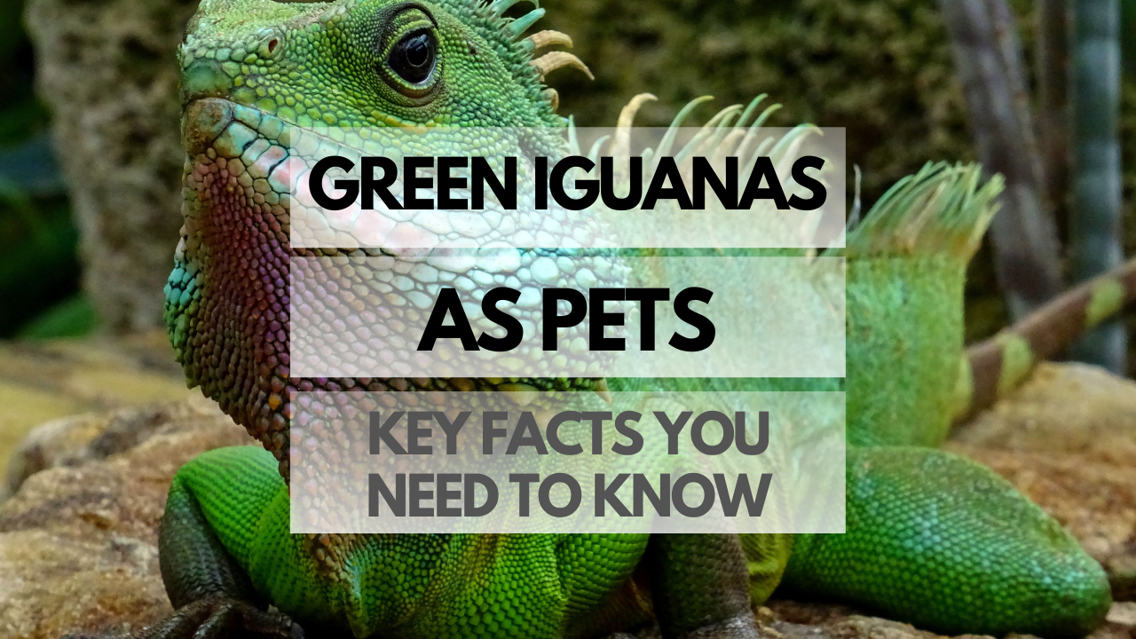 Pet Green Iguana
