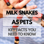 Pet Milk Snake