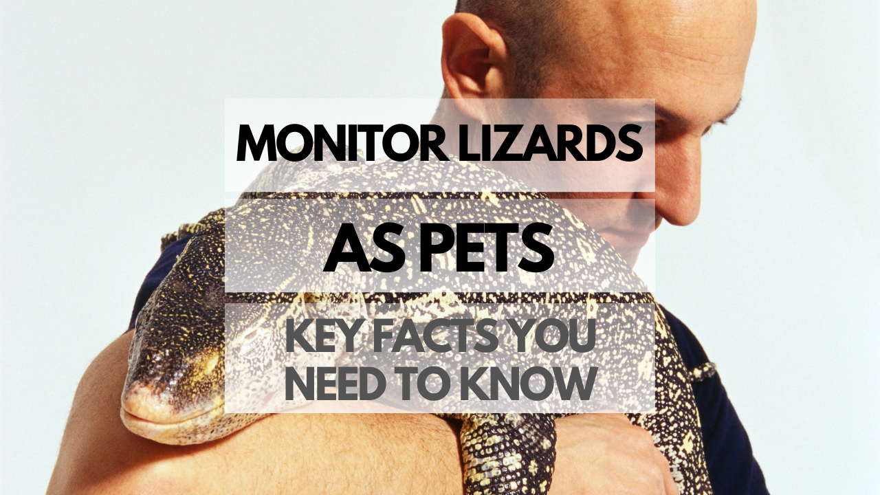 Monitor Lizards as Pets: Key Facts You Need to Know - Reptiles Pets