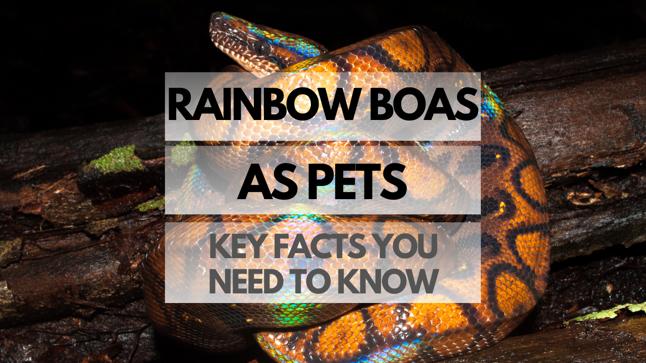 Pet Rainbow Boa