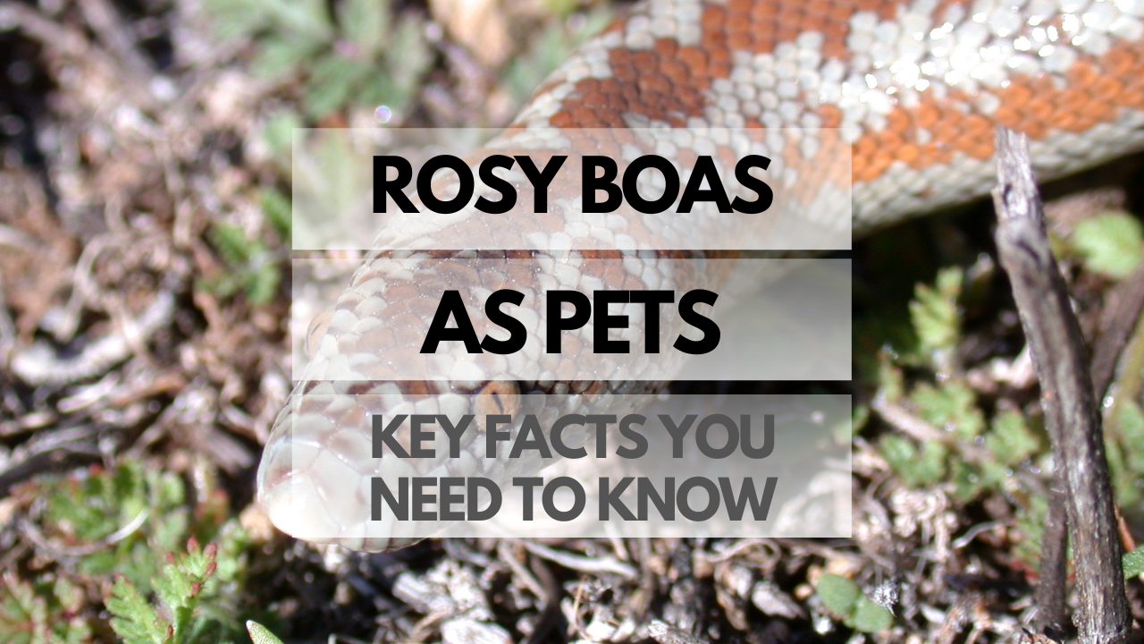 Pet Rosy Boa