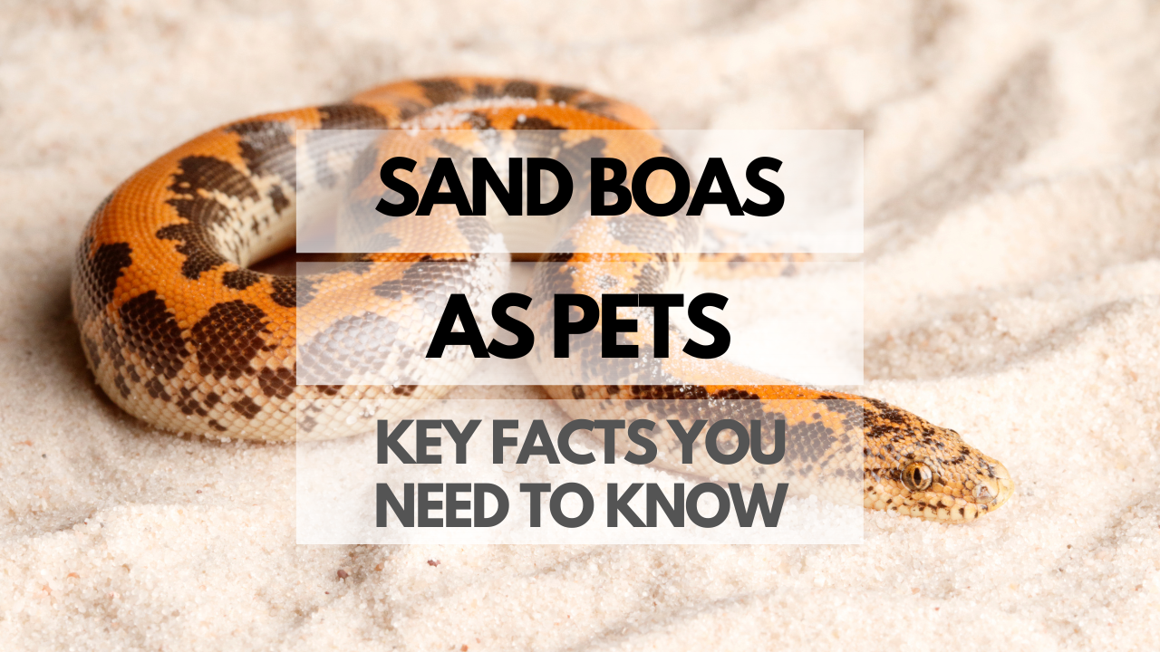 Pet Sand Boa