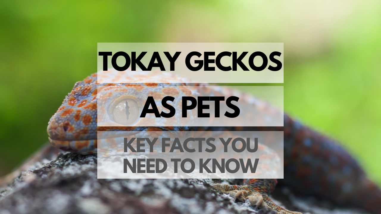 Pet Tokay Gecko