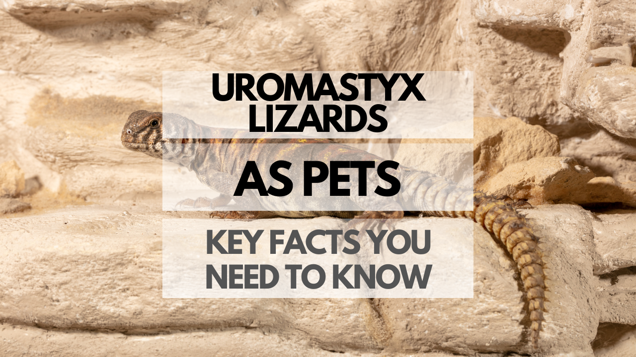 Pet Uromastyx Lizard