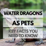 Pet Water Dragon